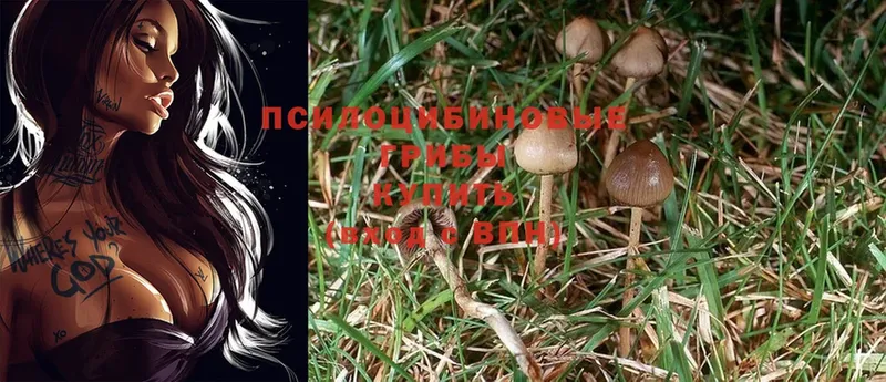 Галлюциногенные грибы Psilocybe  Белокуриха 